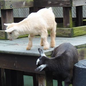 New England Farmyard- Goat Kids