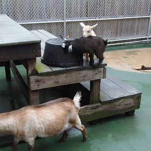 New England Farmyard- Goat Kids and Mom