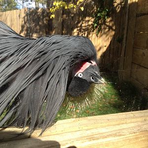 West African Crowned Crane