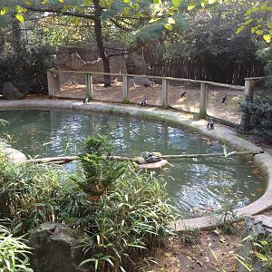 Humboldt Penguin Exhibit