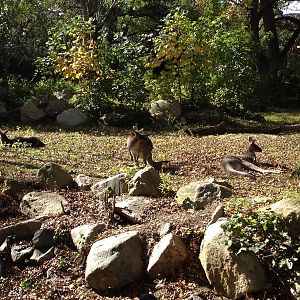 Grey Kangaroos