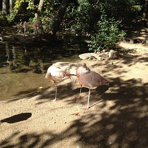 Chilean Flamingoes