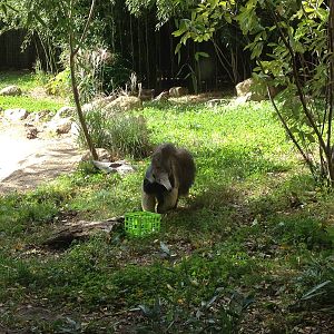 Juvenile Giant Anteater