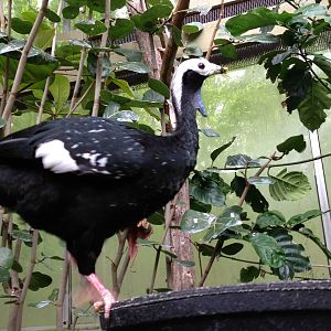 Common Piping Guan