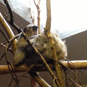 Two-Toed Sloth