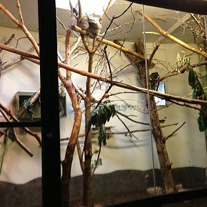 White Faced Saki/Sloth Exhibit
