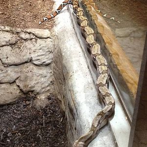 Guyanese Red-Tailed Boa