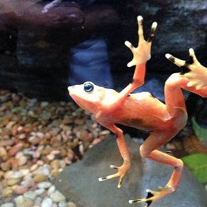 Golden Harlequin Frog