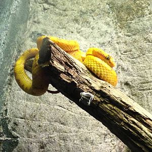 Eyelash Viper