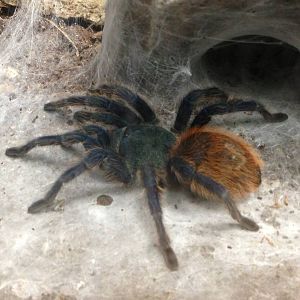 Green Bottle Blue Tarantula