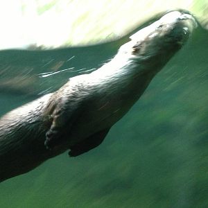 Canadian River Otter