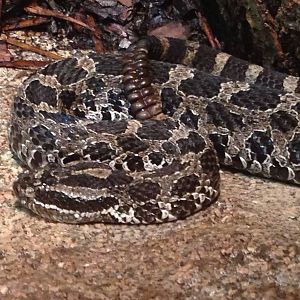 Eastern Massasauga Rattlesnake