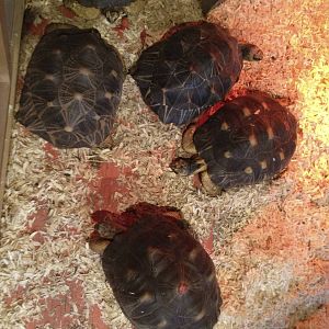 Radiated Tortoises