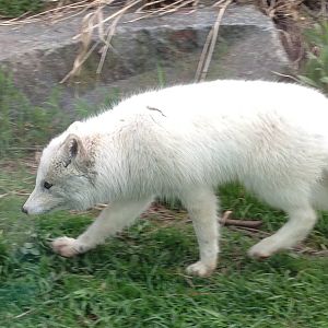 Arctic Fox