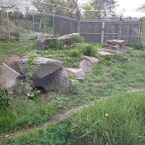 Arctic Fox Exhibit