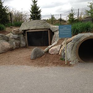 Arctic Fox Burrow for Kids