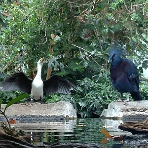 Little Pied Cormorant & Victoria Crowned Pigeon