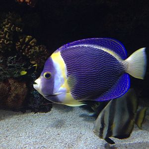 Scribbled Angelfish