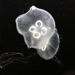Moon Jellyfish