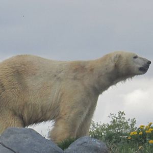 Polar Bear