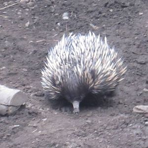 Short Beaked Echidna