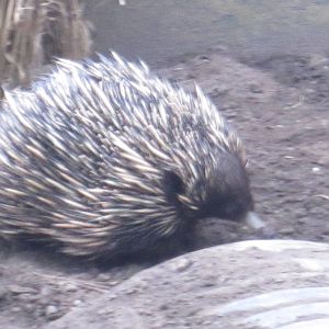 Short Beaked Echidna