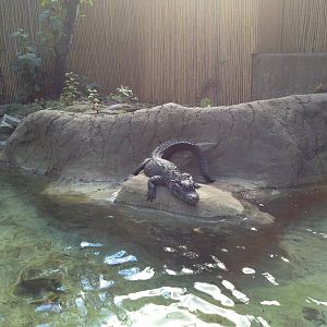 Chinese Alligator