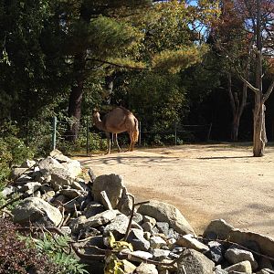 Dromedary Camel