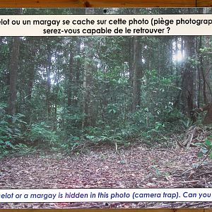 wheres waldo (the ocelot)