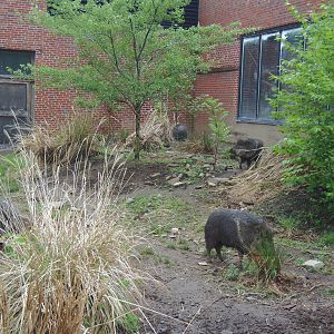 Chacoan Peccary Herd