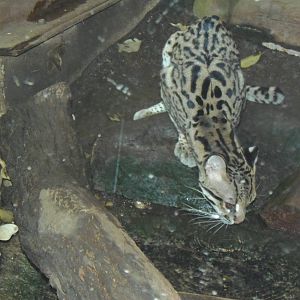 South American Rainforest- Brazilian Ocelot