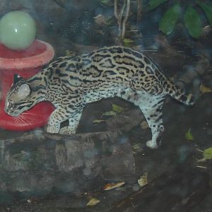 South American Rainforest- Kuma the Ocelot