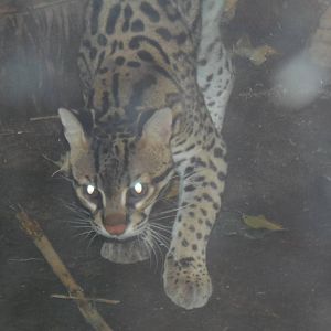 South American Rainforest- Kuma the Ocelot