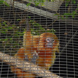South American Rainforest- Golden-Lion Tamarin