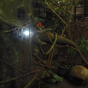 South American Rainforest- Free-Flight Aviary