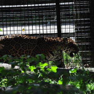 Jaguar/ Panthera onca