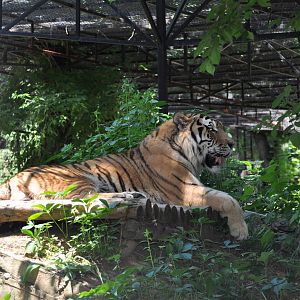 Amur tiger/ Panthera tigris altaica
