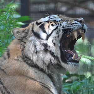 Amur tiger/ Panthera tigris altaica