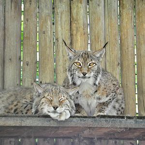 Northern lynx/ Lynx lynx carpathicus