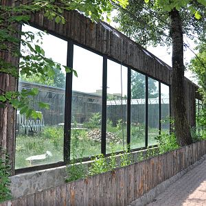 African lion enclosure