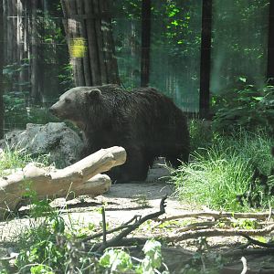European brown bear/ Ursus arctos arctos