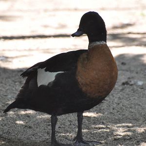 Australian ruddy shelduck/ Tadorna tadornoides