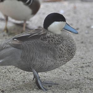 Silver teal/ Anas versicolor