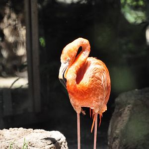 American flamingo/ Phoenicopterus ruber