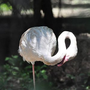 Greater flamingo/ Phoenicopterus roseus