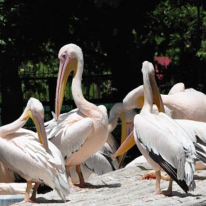 Eastern white pelican/ Pelecanus onocrotalus