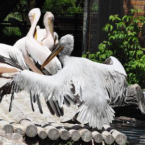 Dalmatian pelican/ Pelecanus crispus