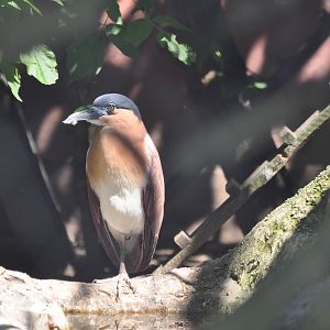 Rufous night heron/ Nycticorax caledonicus