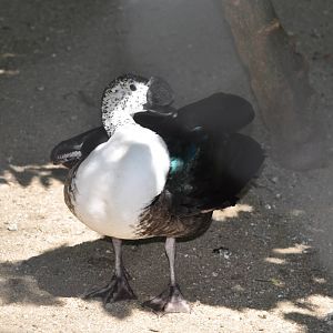 South American comb duck/ Sarkidiornis melanotos sylvicola