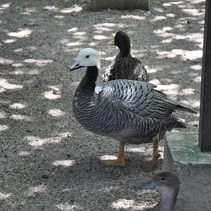 Emperor goose/ Anser canagicus